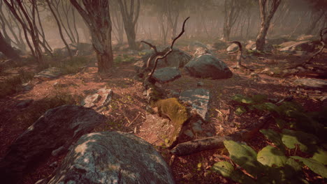 Mágico-Paisaje-Oscuro-Del-Bosque-Otoñal-Con-Rayos-De-Luz-Cálida