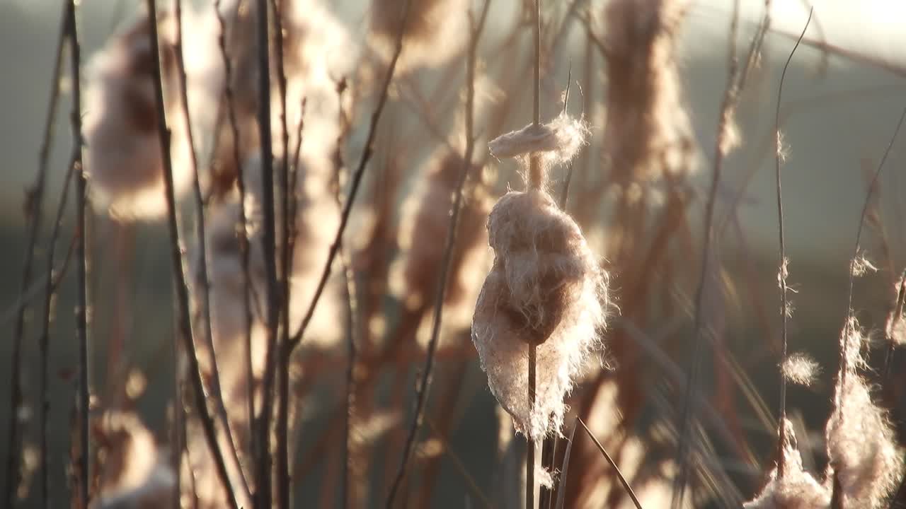 viento que sopla a través de la caña de maza, principios de la temporada de primavera cerca de un río