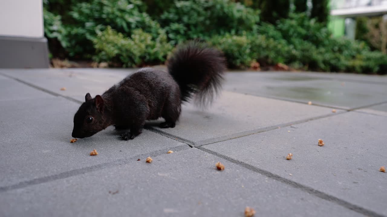 귀여운 다람 ⁇ 가 뒷마당에서 땅에서 견과류를 먹고 있습니다.