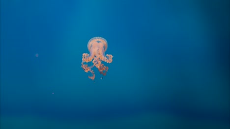 White-spotted-jellyfish-swimming-slowly-in-a-aquatic-landscape,-close-up-tracking-shot,-blue-background