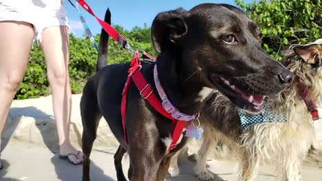 Un-Dia-Muy-Feliz-Paseando-A-Los-Perros-Y-Jugando-En-La-Playa