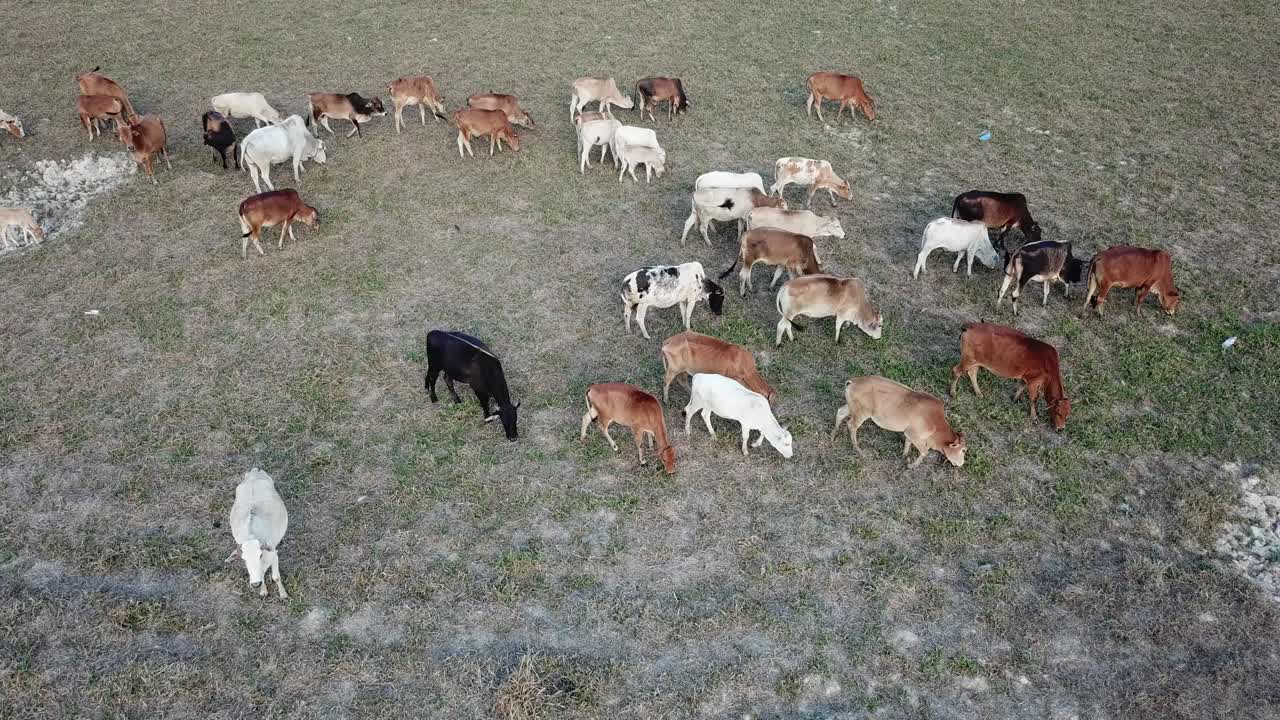 소들이 잔디를 먹고 있습니다.