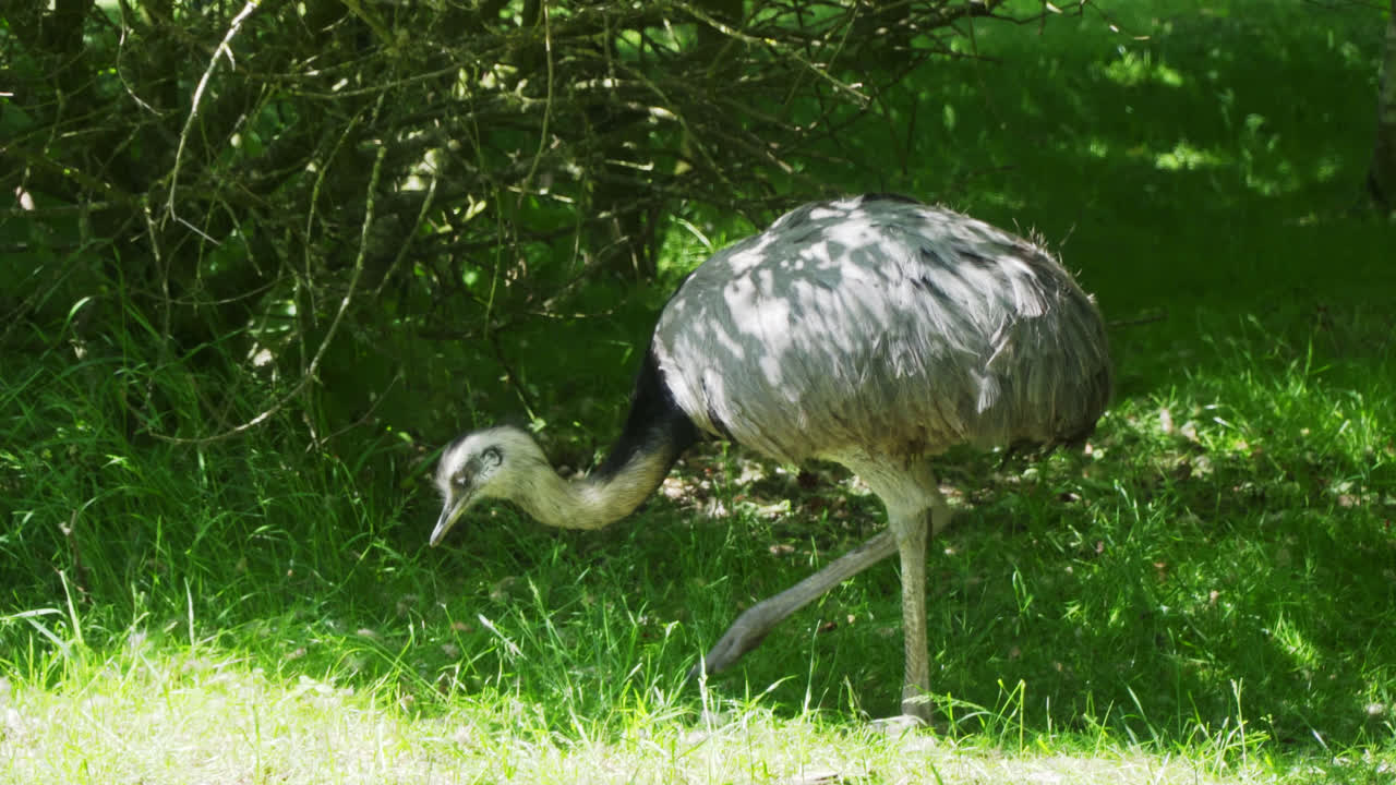 mayor rhea, rhea americana, de pie en la naturaleza de verano iluminada por el sol de la tarde