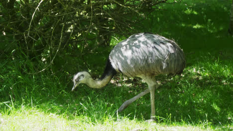 greater rhea, rhea americana, standing in summer nature illuminated by evening sun