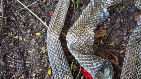 the indian rat snake, ptyas mucosa also known as dhaman snake shed skin on the ground