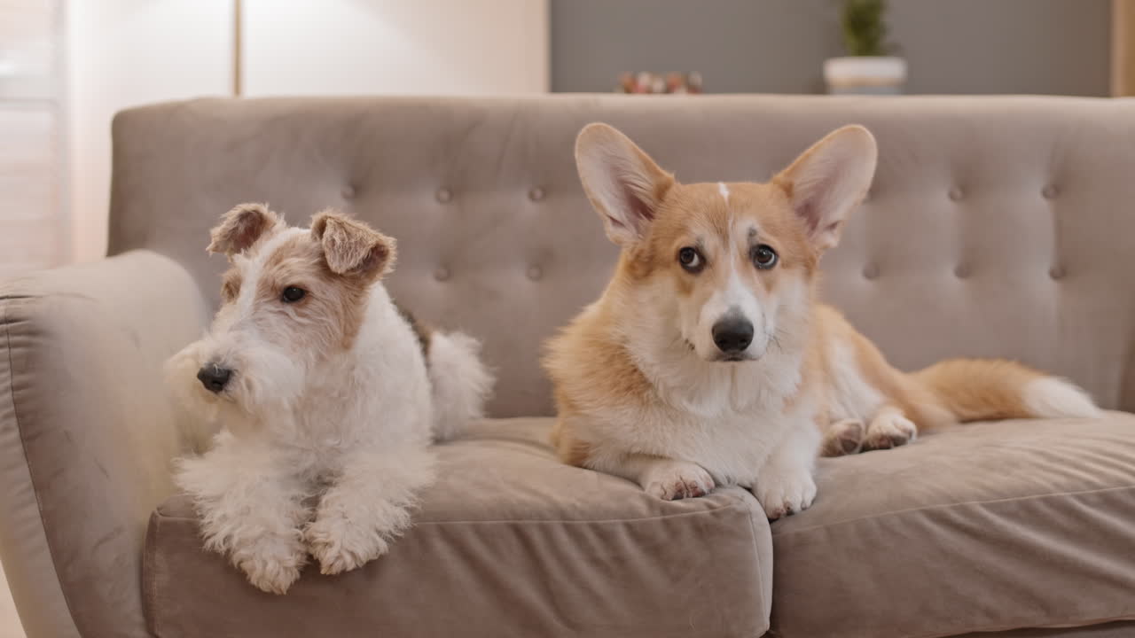 소파에 누워 있는 두 마리의 사랑스러운 개