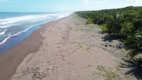 caminar en una playa desierta y salvaje llena de troncos de árboles