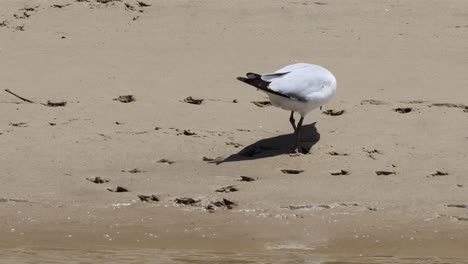 las gaviotas se pasean y pican en una playa soleada.