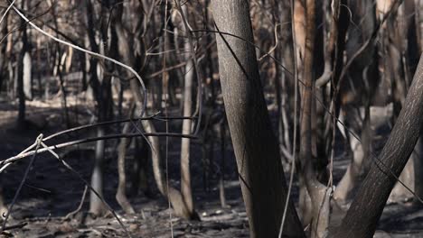 some eucalyptus branches in a burnt down forest in spain