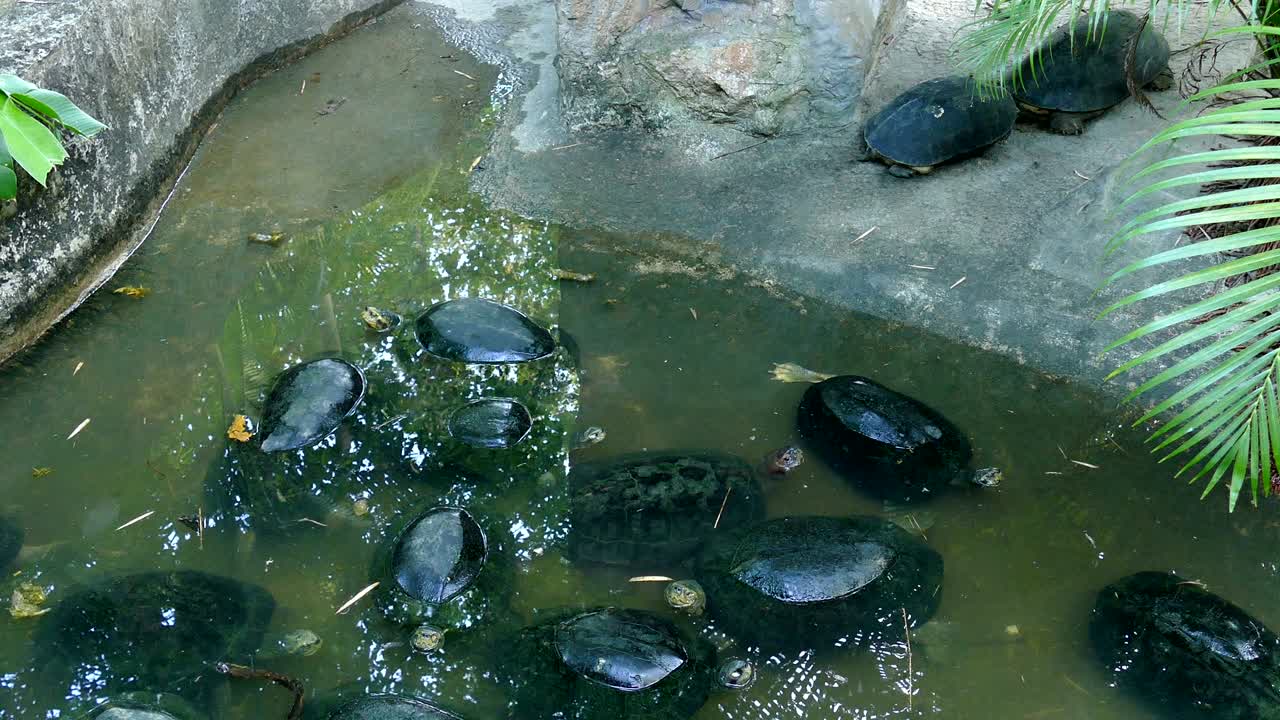 연못의 물가에서 휴식을 취하는 거북이. 습지에 있는 거북이