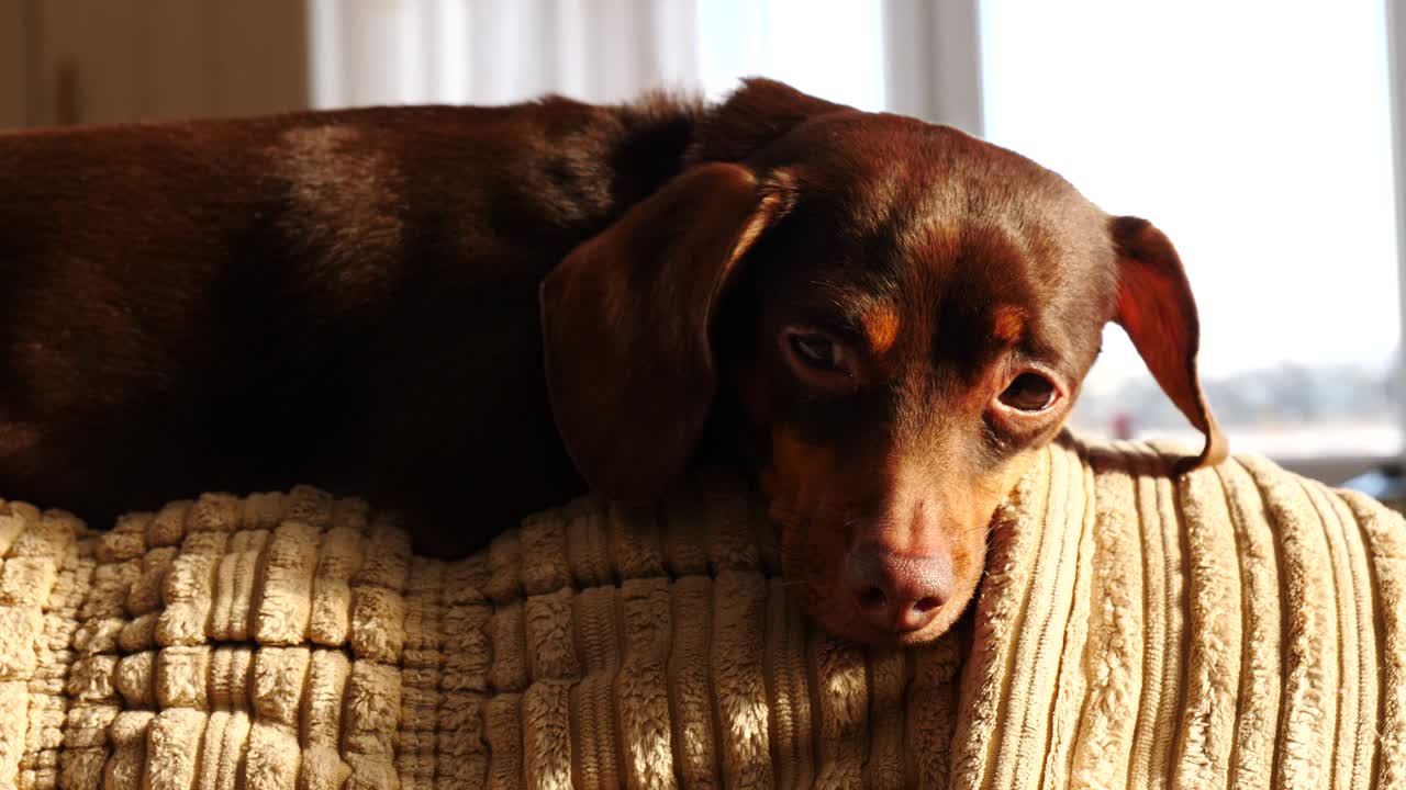 Little dachshund relaxing on sofa