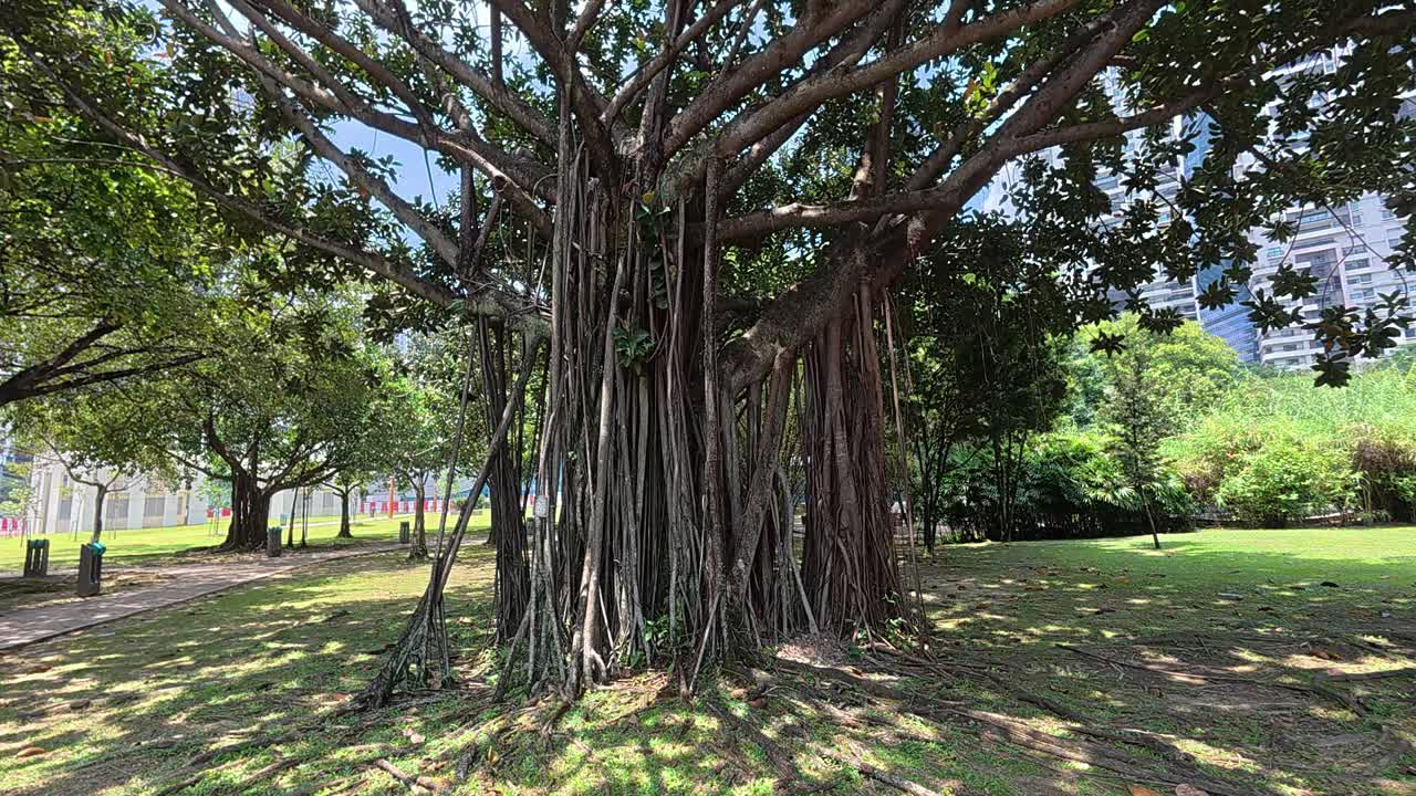 The banyan tree in KLCC Park offers shade to visitors from the tropical sun. Its sprawling branches and aerial roots create a peaceful and cool retreat within the bustling city of Kuala Lumpur
