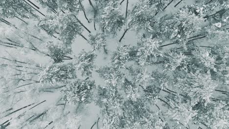 snowy forest aerial view