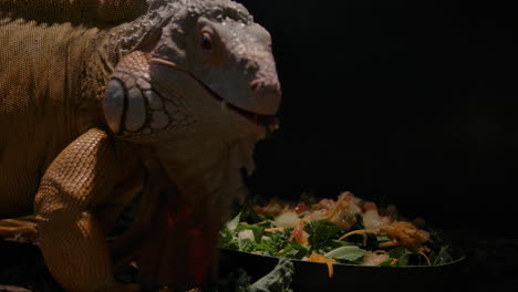 green iguana eating a delicious salad