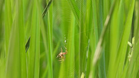 la araña hace una red para la palanca = casa