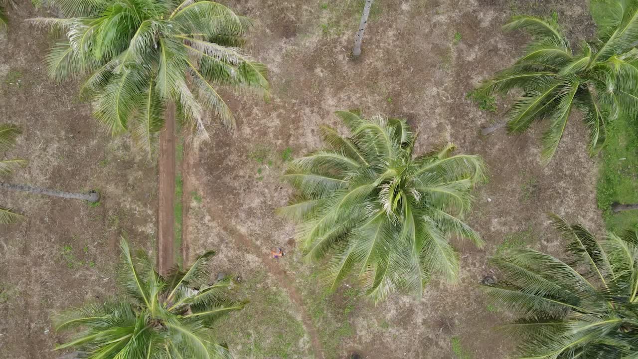 Aerial view of farmer walking on coconut farm
