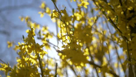 closeup of yellow flowers with sunbeams flares with nice weather in france