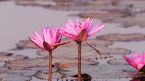 witness the beauty of blooming pink lotus flowers floating serenely on a tranquil water surface.