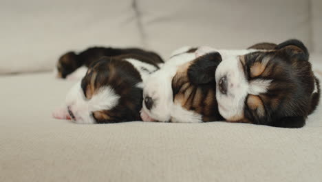 tres pequeños cachorros de beagle durmiendo uno al lado del otro en el sofá