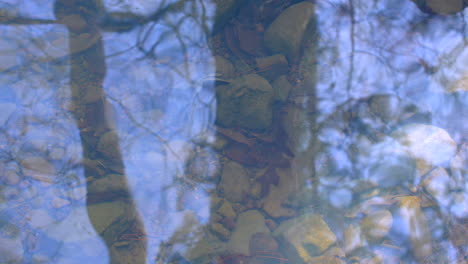 reflejo de los árboles y el cielo en la superficie de un arroyo lento