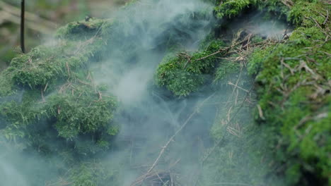 humo espeso que aparece debajo del musgo en la madera. incendio desastre natural en el bosque