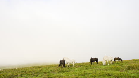 horses in a misty meadow