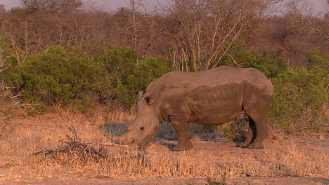 Southern-white-rhino-grazing-lonely.-Greater-Kruger.-Static