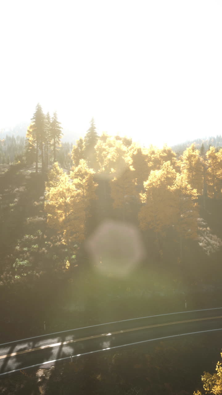 황금빛의 빛 속의 가을 숲