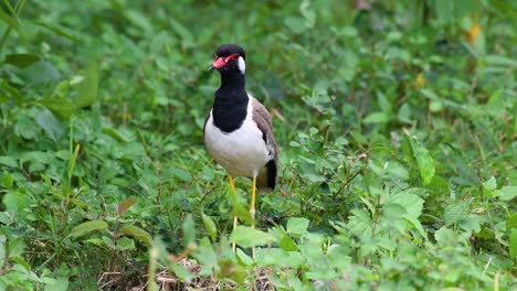 the red-wattled lapwing is one of the most common birds of thailand