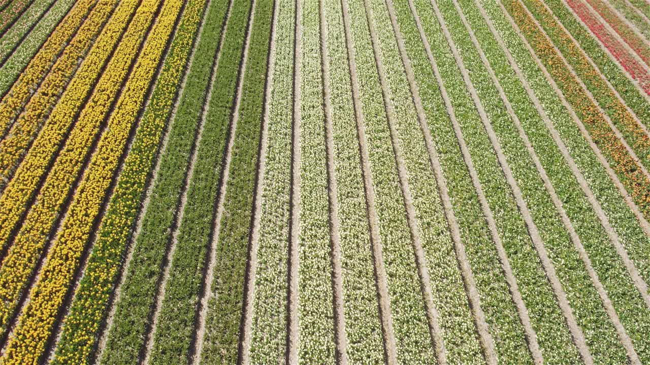 disparo de drones volando hacia adelante con la cámara inclinada hacia arriba sobre campos de tulipanes holandeses en 4k