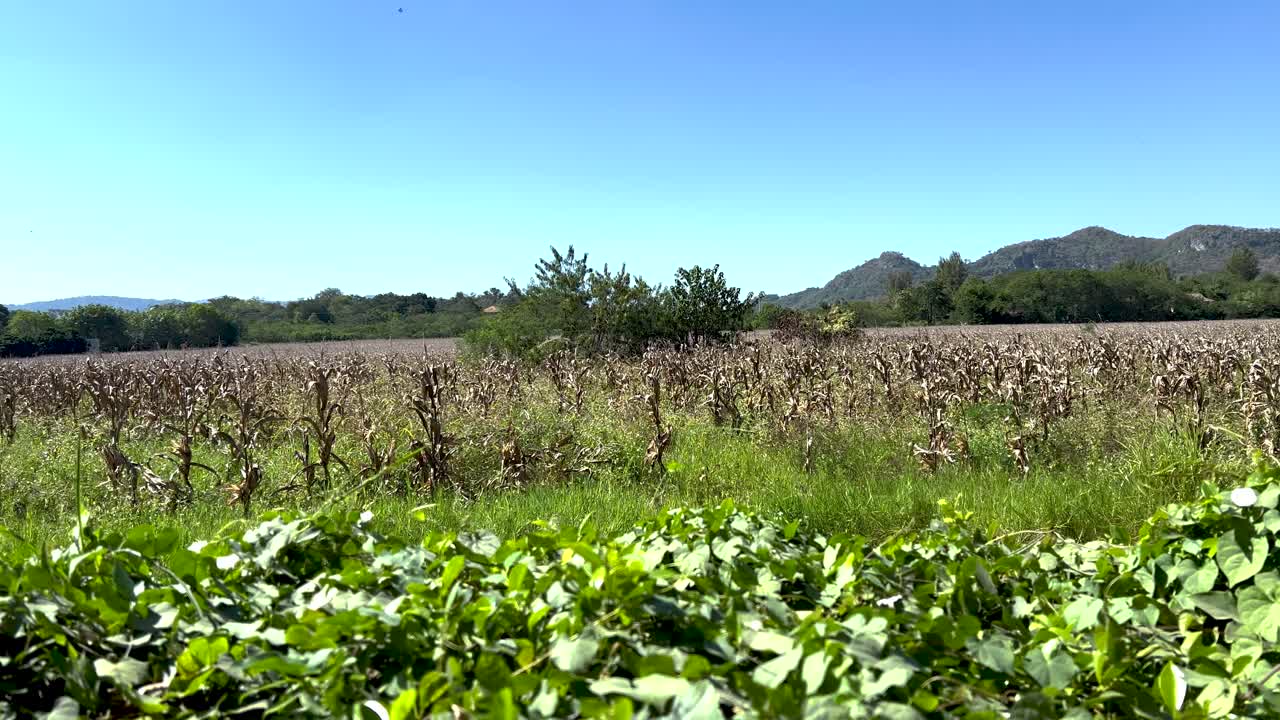 vegetación exuberante con montañas lejanas bajo cielos despejados