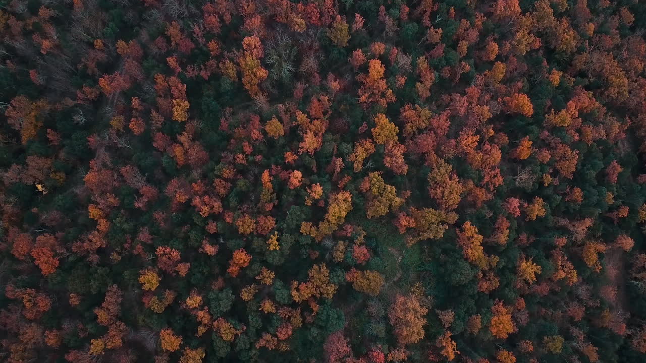 аэрофотосъемка красивого леса с осенними красками в каталонских горах-4