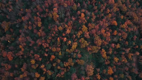 aerial footage of the beautiful forest with autumn colors in the catalan mountains-4