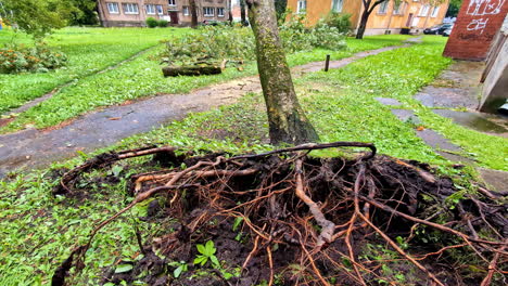 slow motion landscape of uprooted tree trunk roots stump soil dirt erosion damage in public park suburbs of local town neighbourhood weather climate outdoors nature