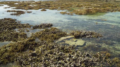 Bordeando-El-Arrecife-De-Coral-Durante-Una-Marea-Muy-Baja-En-El-Océano-Pacífico,-Escena-Natural