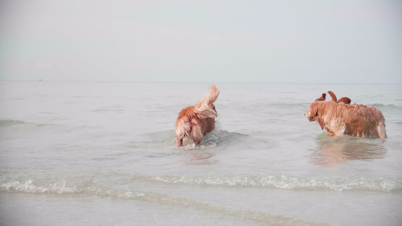 mujer disfrutando con sus perros en la playa. recreación en la playa perro golden retriever