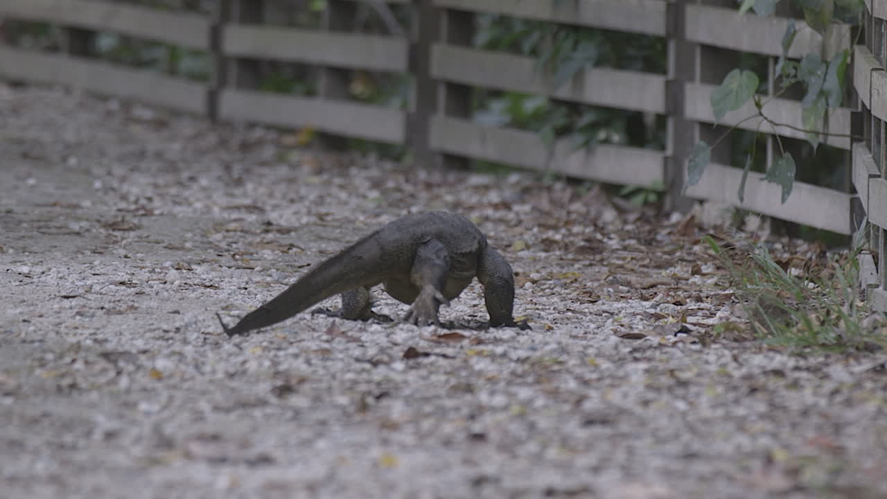 un lagarto monitor malasio negro caminando hacia la cerca, buscando comida para comer - tiro medio