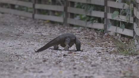 a black malaysian monitor lizard walking towards the fence, looking for food to eat - medium shot