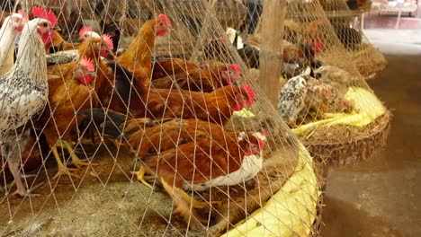 chickens for sale at a market