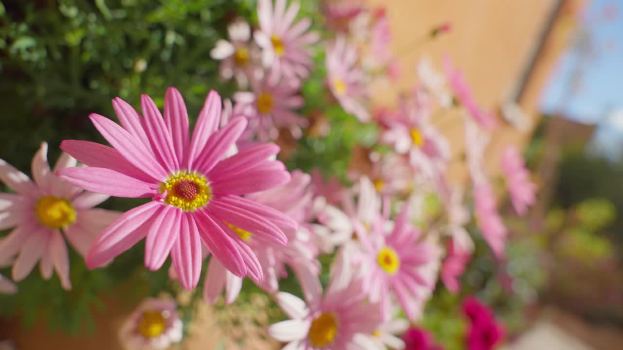 Beautiful flowers blooming in summer or spring in backyard garden of house. Outdoor nature with colorful pink and red flowers. Close up artistic in sunny day. Hipster fashion film style wide angle