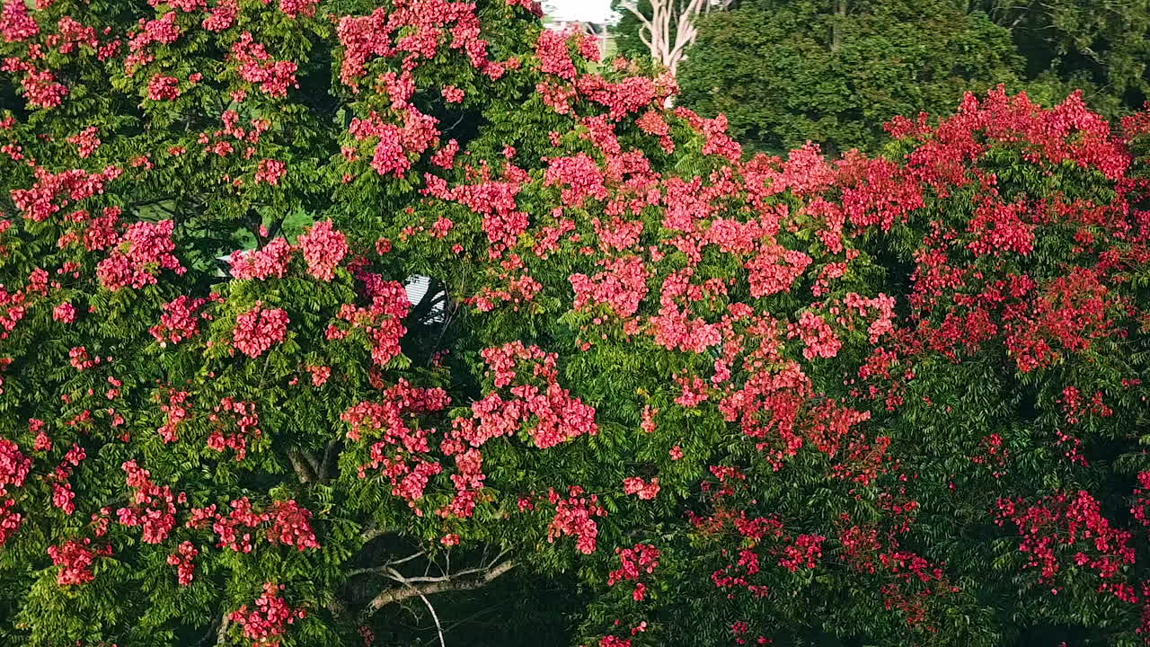 Drone flying in close arc around large poinciana tree covered in red flowers