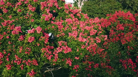 Drone-flying-in-close-arc-around-large-poinciana-tree-covered-in-red-flowers