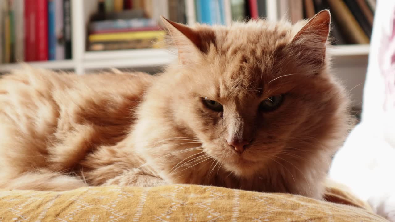 Gatto rosso scontroso su un divano.