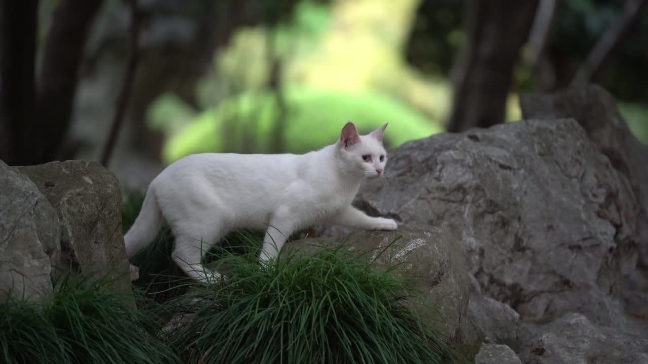 Gatto randagio bianco si ferma su un enorme masso.