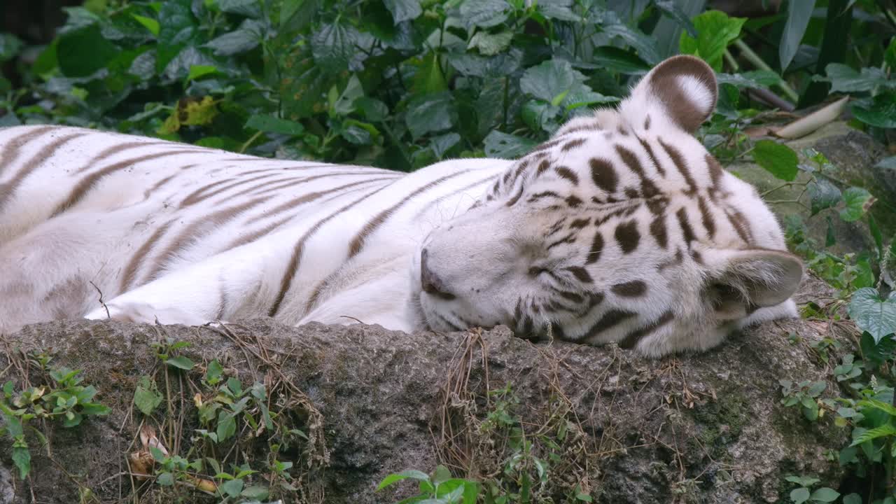 동물원 바닥에서 자고 있는 백호