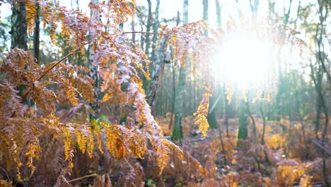 Planta-Marchita-En-La-Helada-Pero-Soleada-Mañana-De-Otoño-En-El-Bosque,-De-Cerca