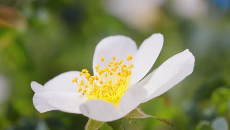 hoverflies, flower flies or syrphid flies, insect family syrphidae.they disguise themselves as dangerous insects wasps and bees.the adults of many species feed mainly on nectar and pollen flowers.