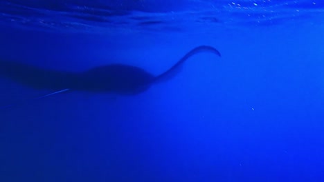 Close-up-of-big-mania-ray-swimming-and-swimming-away-to-the-sea