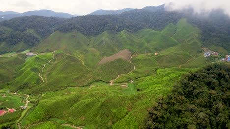 drone moves left to right and takes a slowly circling shot of the green tea plantation in brinchang, pahang, malaysia