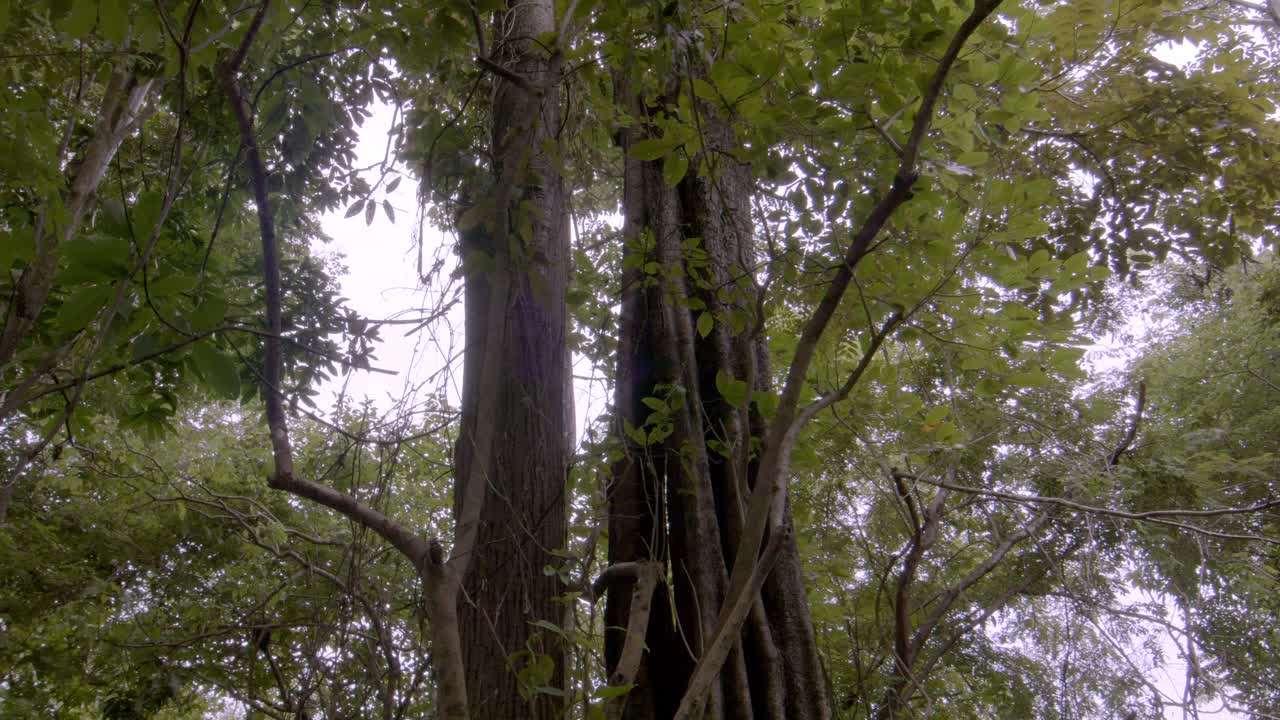 Amazon Region, Tropical Vegetation, Remote Undergrowth, Woodland Flora